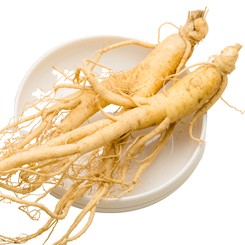 The Ultimate Guide for Planting American Ginseng Rootlets Successfully