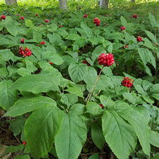 American Ginseng Seeds for Sale 