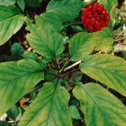 Wild american ginseng plant