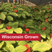 Wisconsin Grown  Ginseng Roots