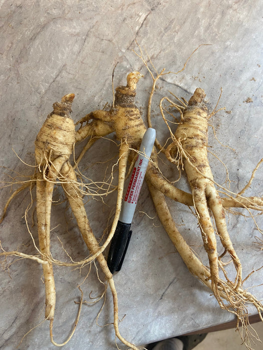High-Quality Ginseng Rootlets for Successful Planting, Transplant Ginseng Roots