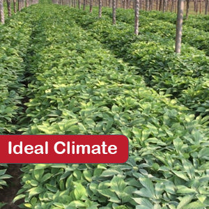An ideal climate for american ginseng is under 70% shade. 
