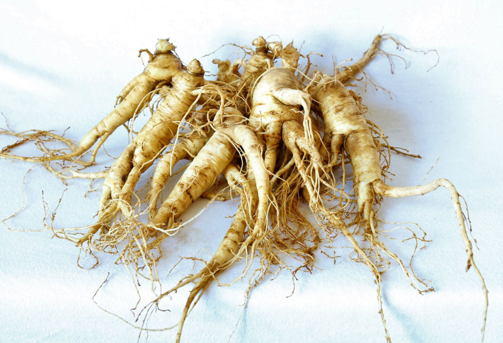 High-Quality Ginseng Rootlets for Successful Planting, Transplant Ginseng Roots